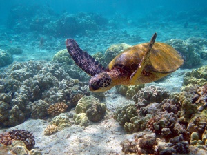 onderwaterwereld | Waikoloa